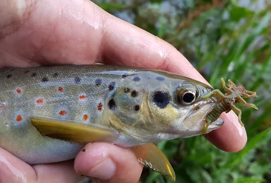 FISHUP Stonefly 0.75 inch
