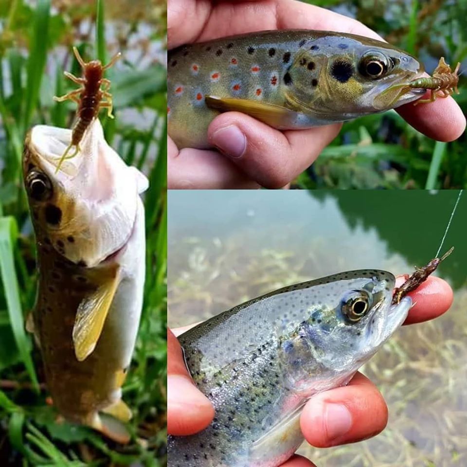 FISHUP Stonefly 0.75 inch