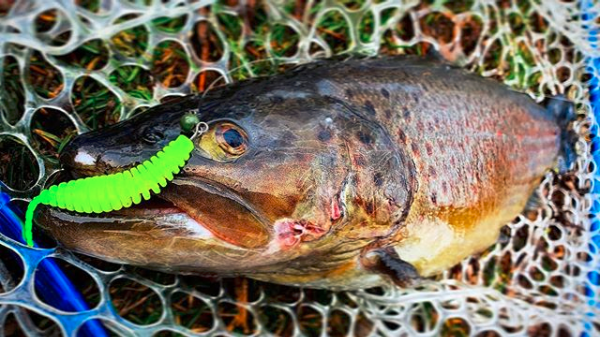 FISHUP Tanta 2.5 inch