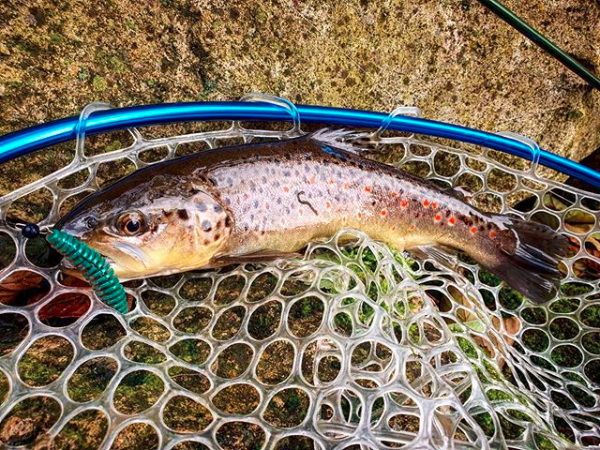 FISHUP Tanta 2.5 inch