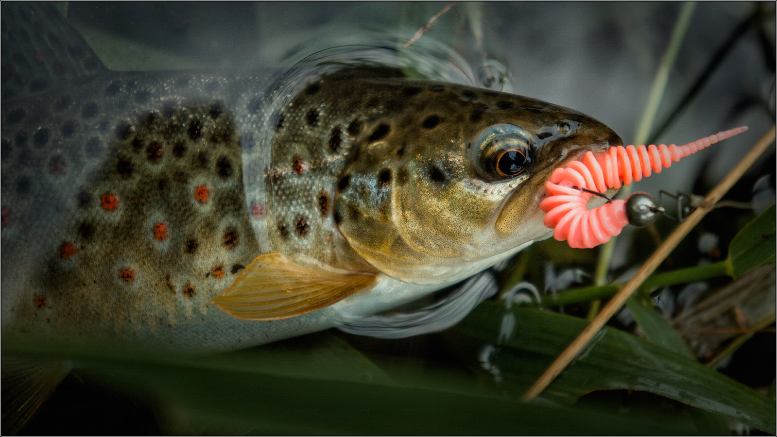 FISHUP Tanta 2.5 inch