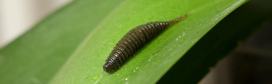 FISHUP Tanta 2.5 inch