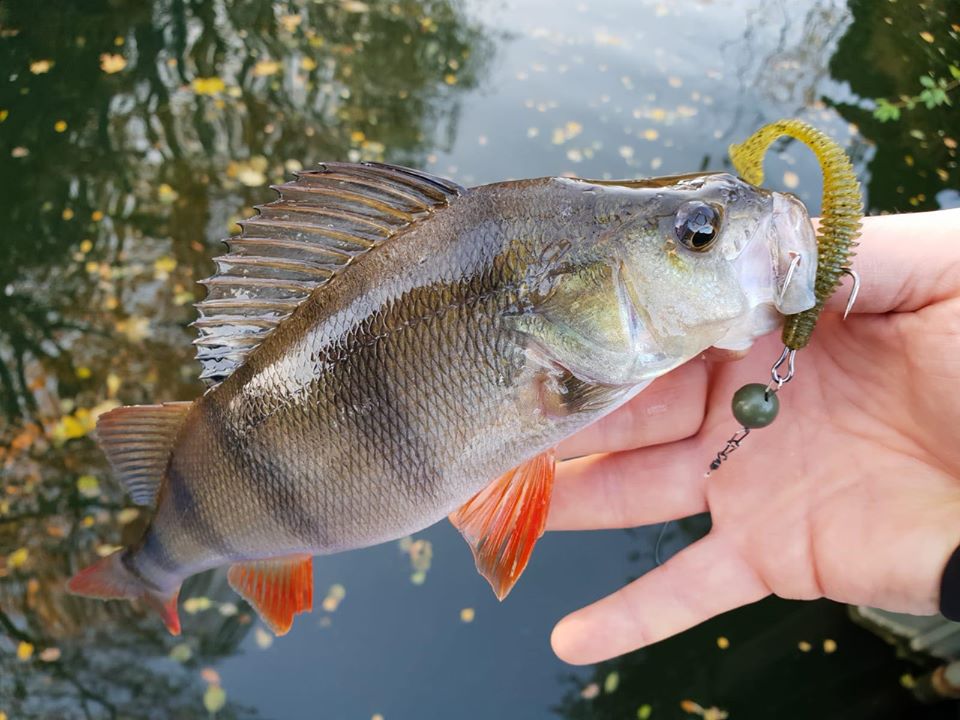 FISHUP U-Shad 2 inch