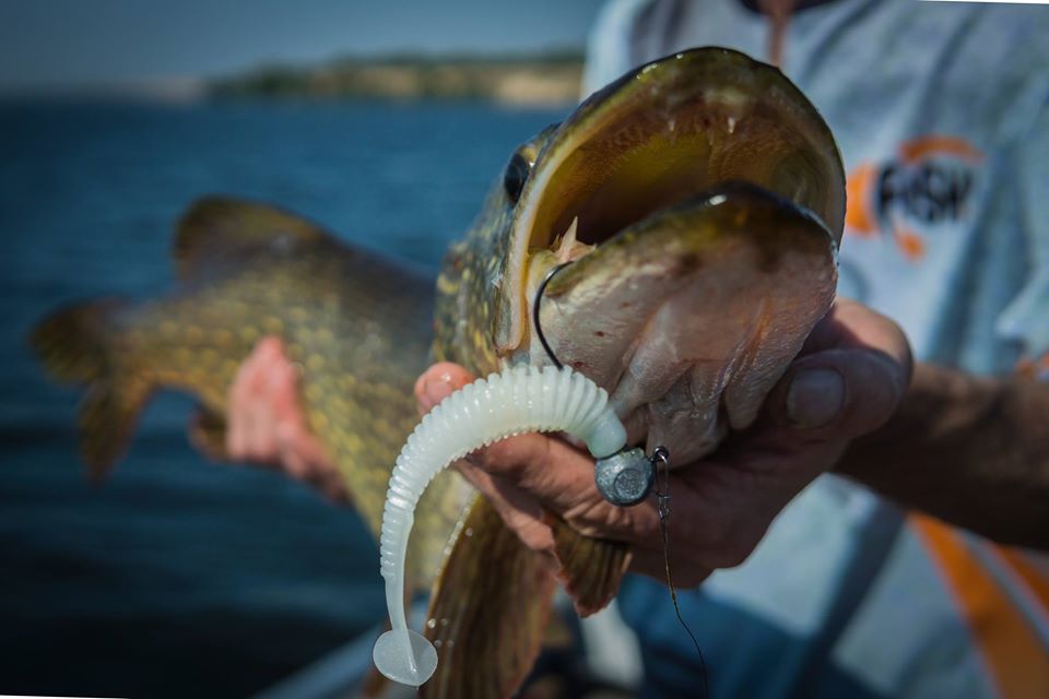 FISHUP U-Shad 4 inch