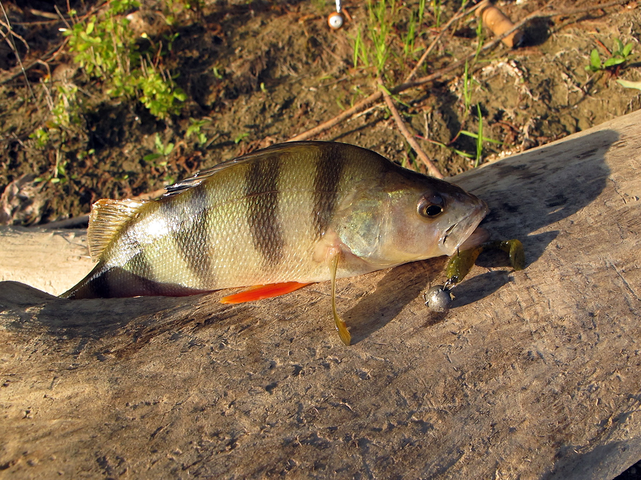 FISHUP Wizzle Shad 2 inch