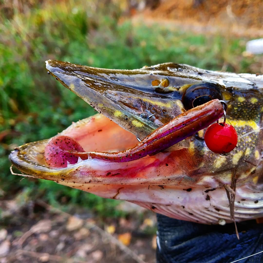 FISHUP Wizzle Shad 5 inch