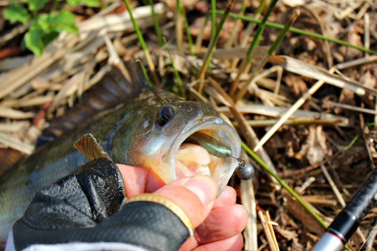 FISHUP Wizzy 1.5 inch