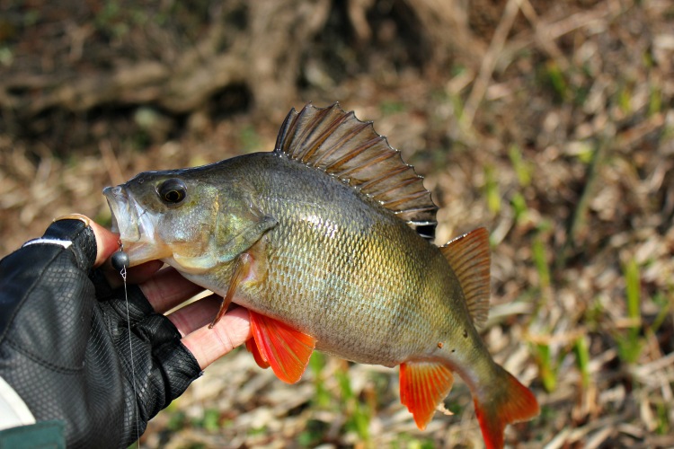 FISHUP Wizzy 1.5 inch