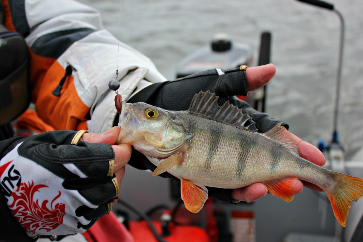 FISHUP Wizzle Shad 2 inch