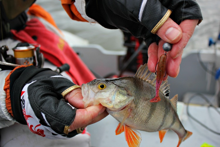 FISHUP Wizzle Shad 2 inch