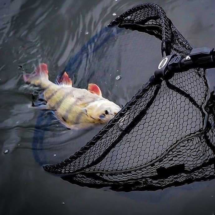 FREESTYLE Flick Net Carbon 400