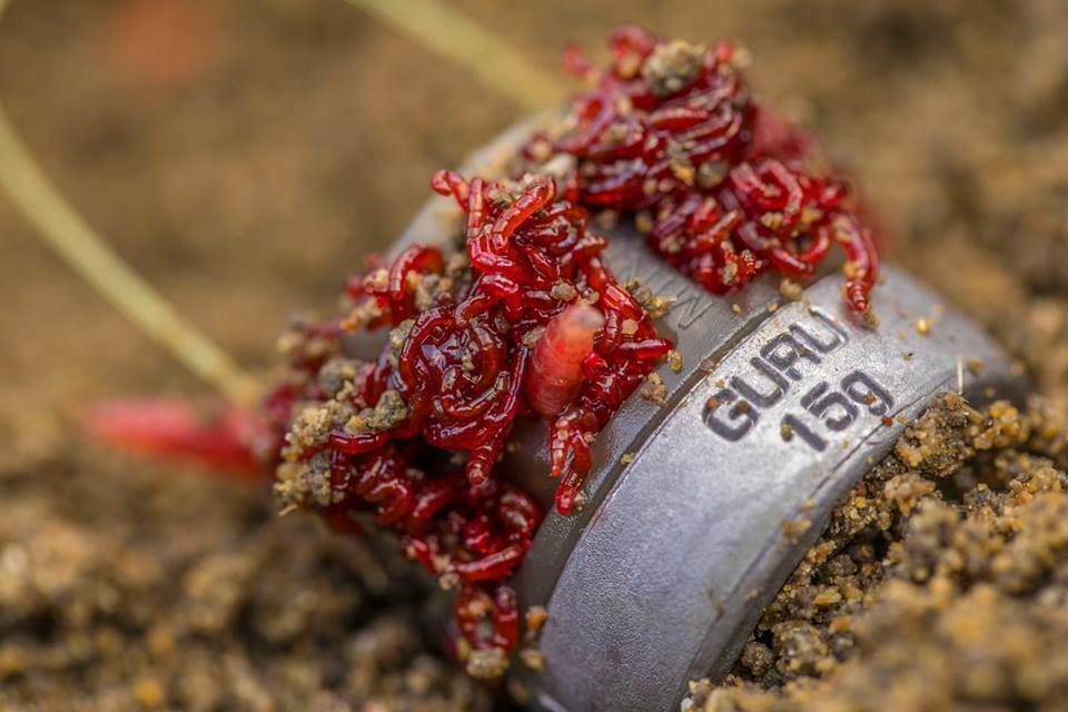 GURU Slimline X-Change Distance Feeder