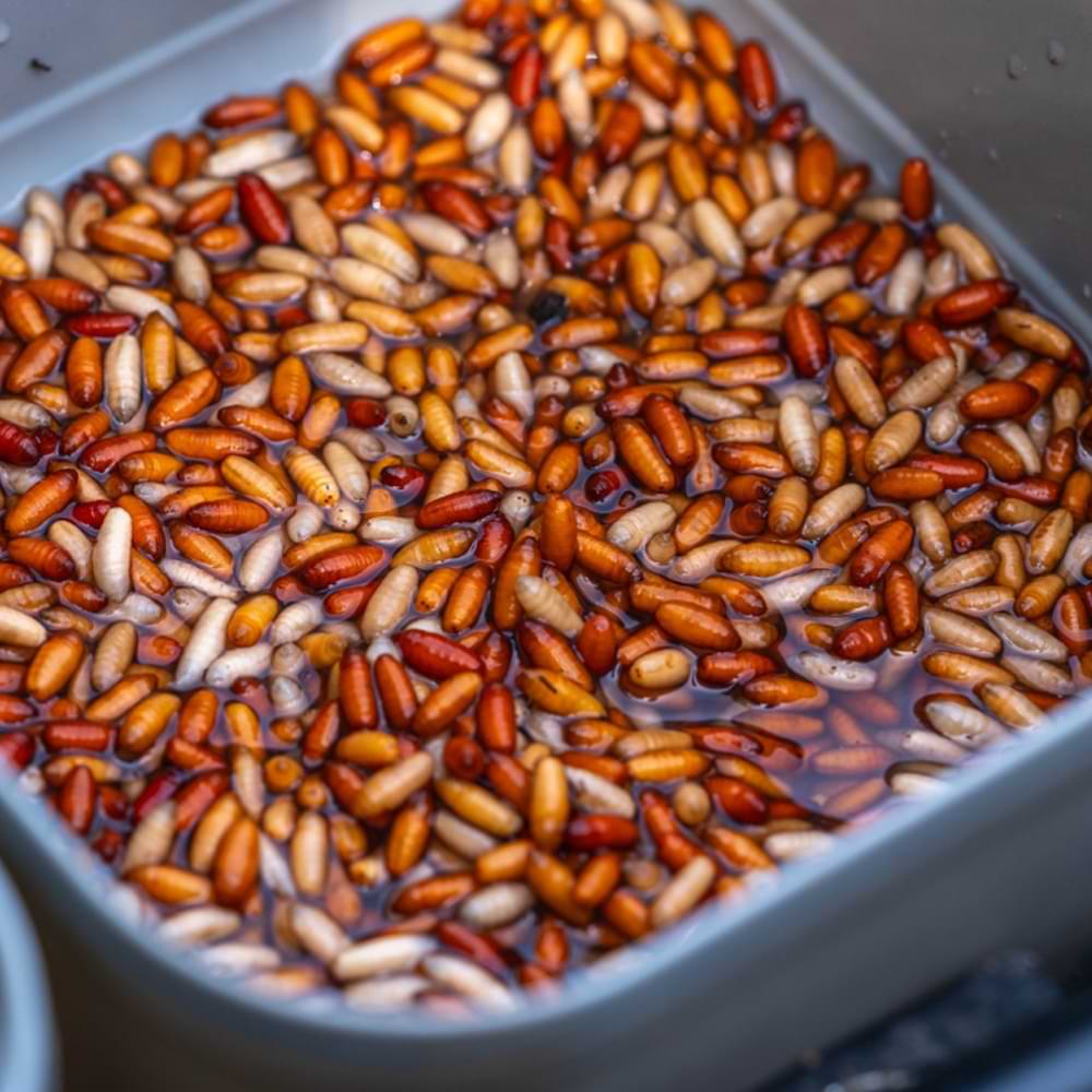 GURU Conti Bait Box 2.2 Pint Grey