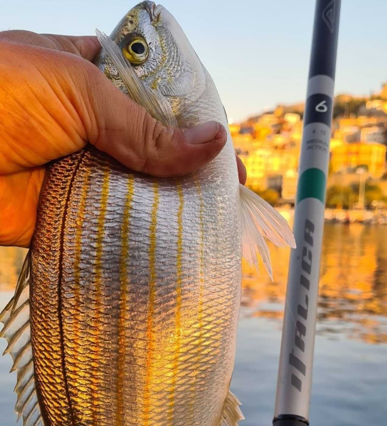 ITALICA Aria Evolution Medium 6.00m