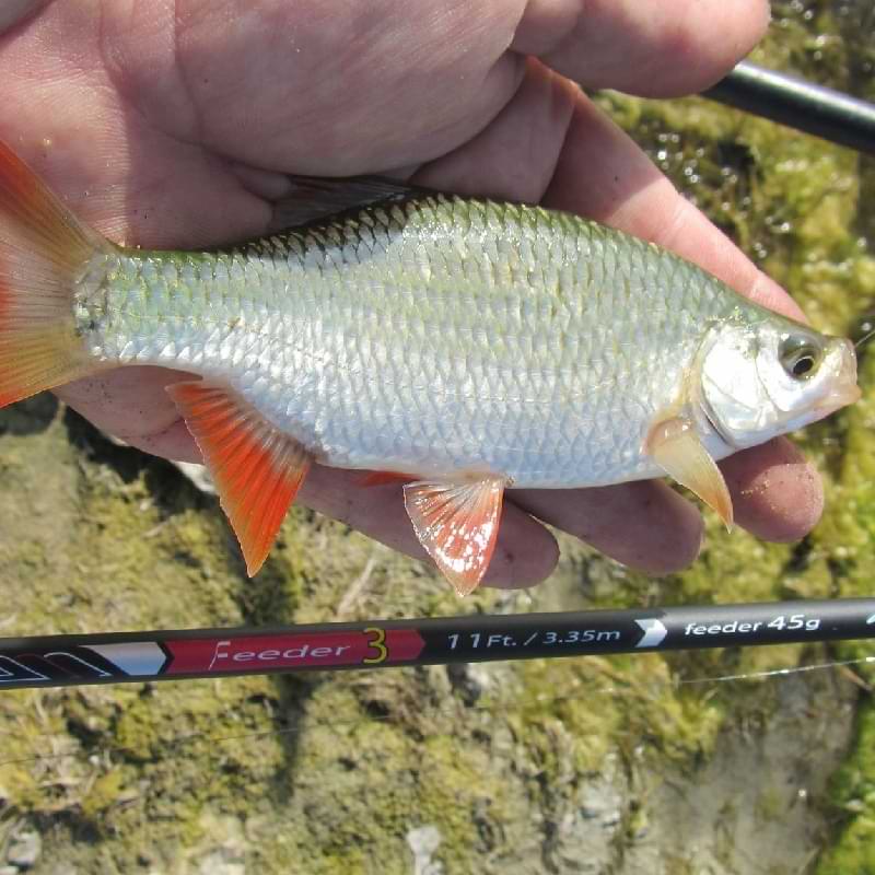 ITALICA Aria Feeder 3pcs 3.35m 45gr