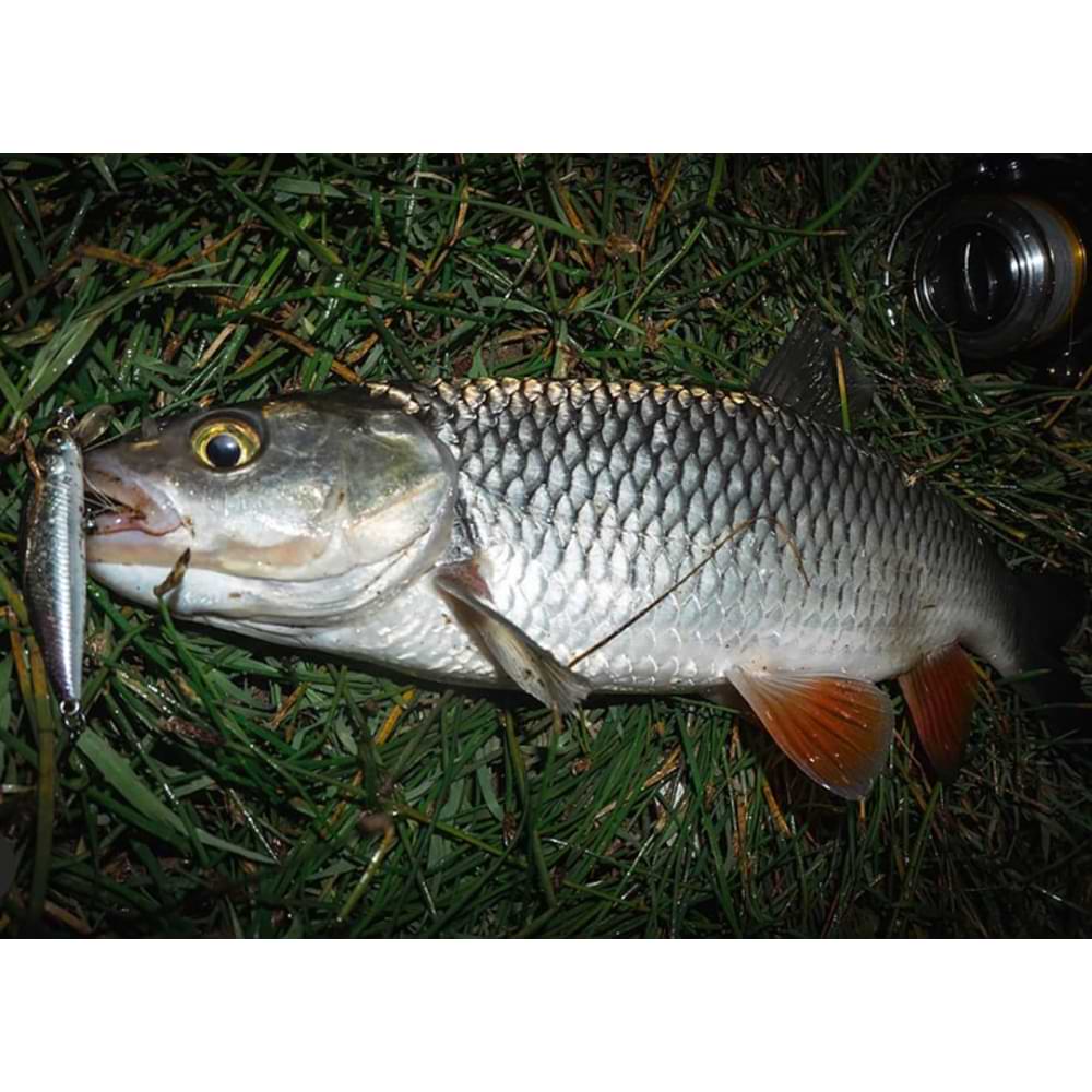 JACKALL Flat Fly 50SP 50mm 2.3g Suspending