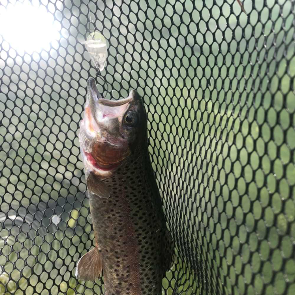 JACKALL Area Man Crank Dad 28F 28mm 2g Floating