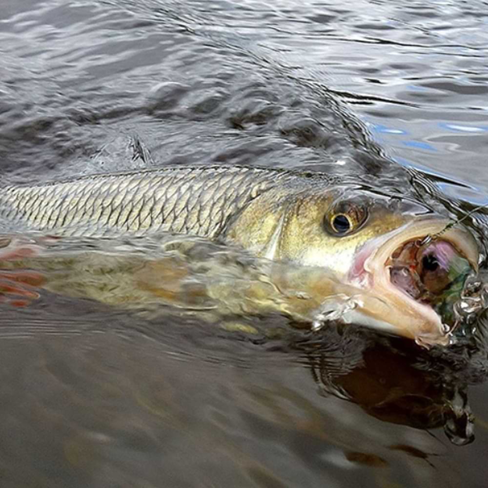 JACKALL Chubby 38F 38mm 3.9g Floating - Silent