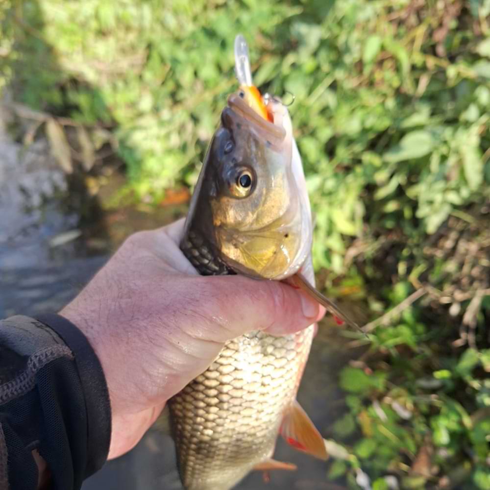 JACKALL Diving Chubby Minnow 35SP 35mm 2.7g Suspending