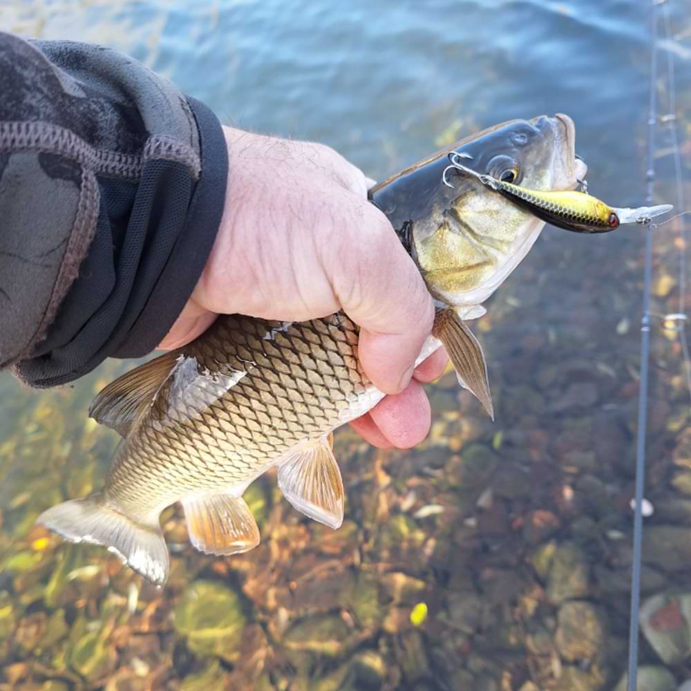 JACKALL Diving Chubby Minnow 35SP 35mm 2.7g Suspending