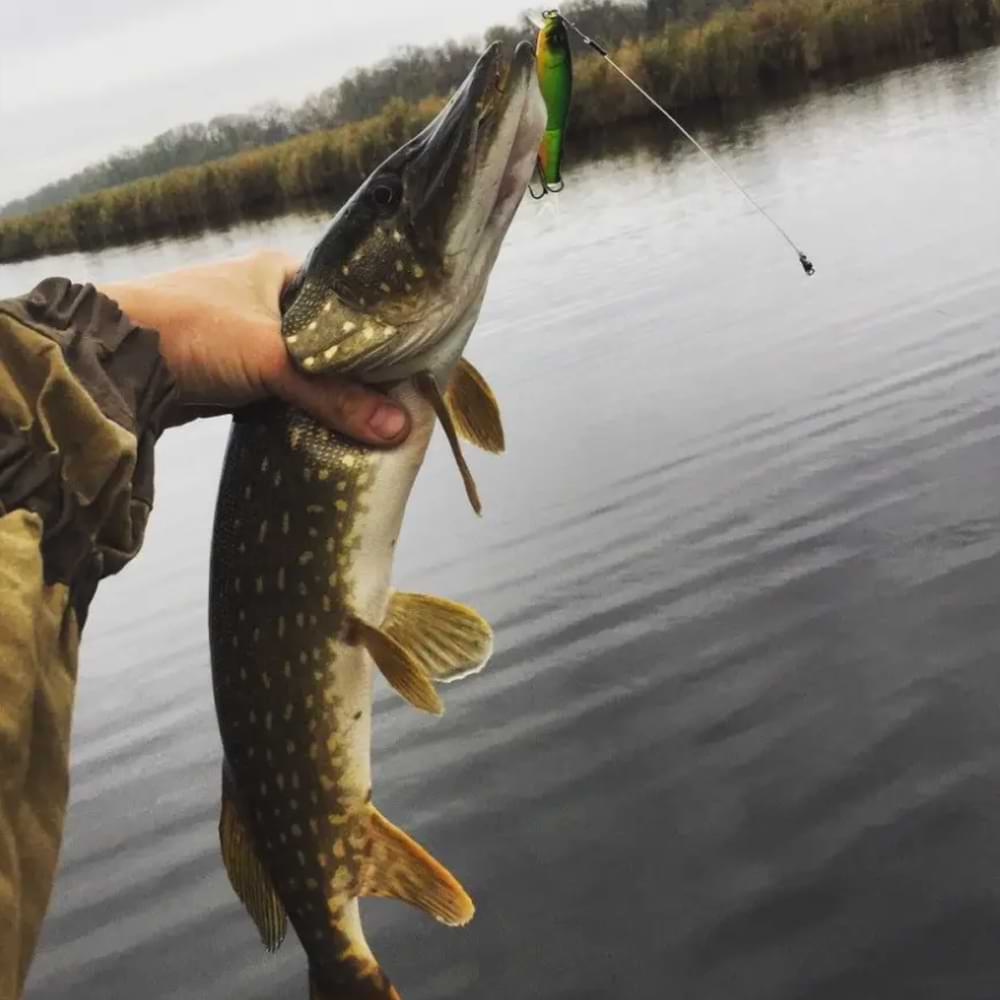 JACKALL Tiny Magallon 88SP 88mm 7.2g Suspending