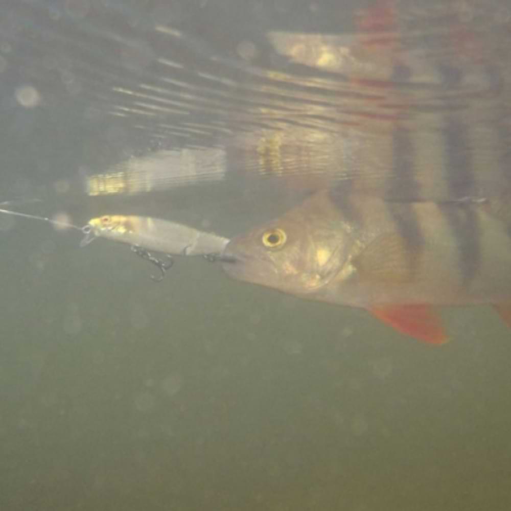 JACKALL Tiny Magallon 88SP 88mm 7.2g Suspending