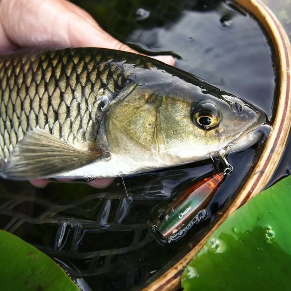 JACKALL Chubby Pencil 55F 55mm 3.1g Floating