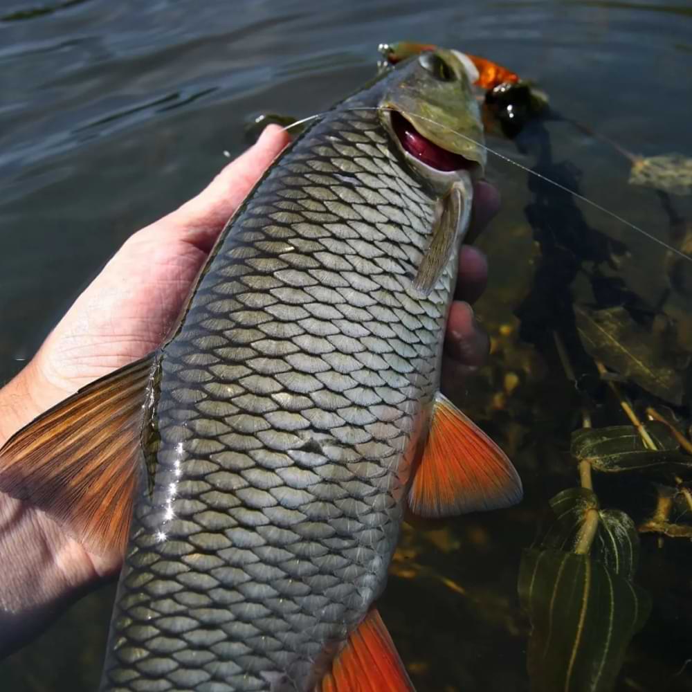 JACKALL Chubby Pencil 55F 55mm 3.1g Floating