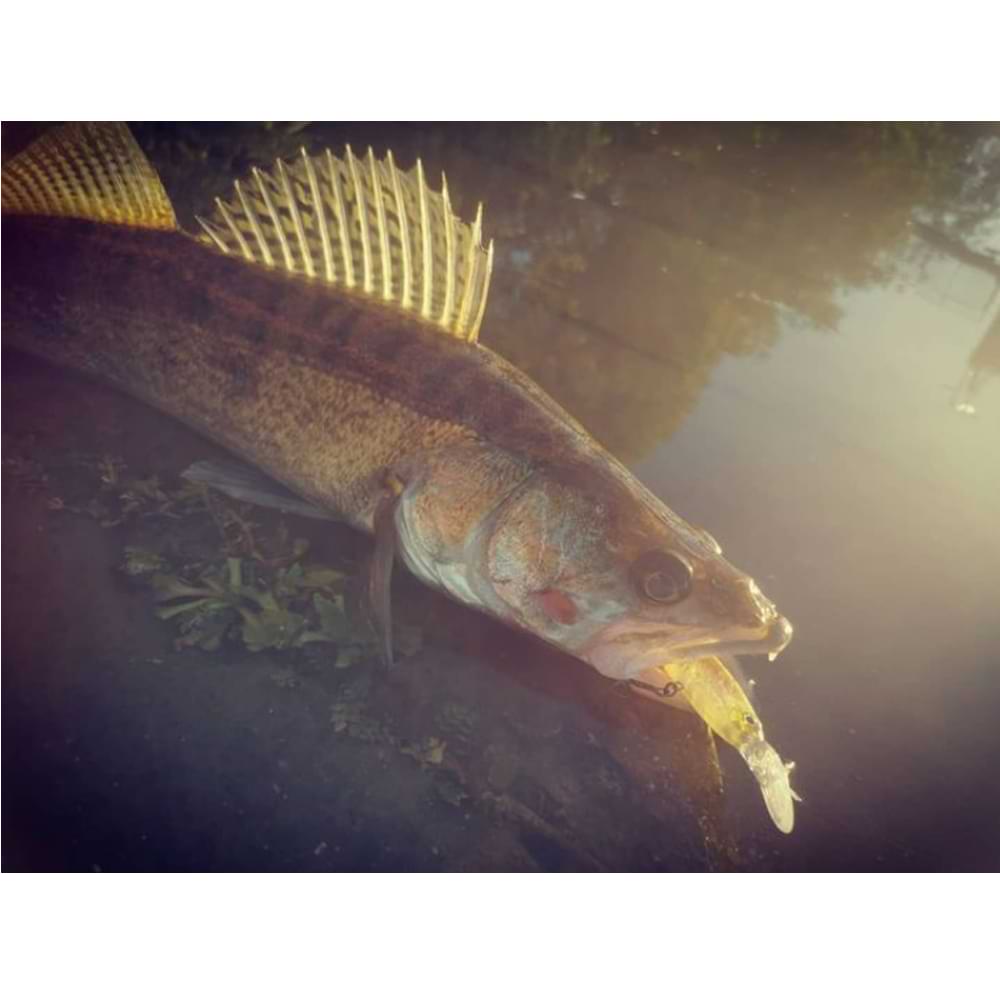 JACKALL DowzVido 90SP 90mm 10.7g Suspend