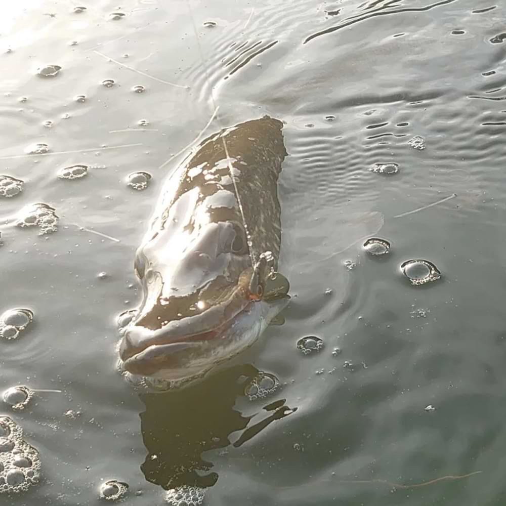 JACKALL Deracoup 14g 7cm Sinking