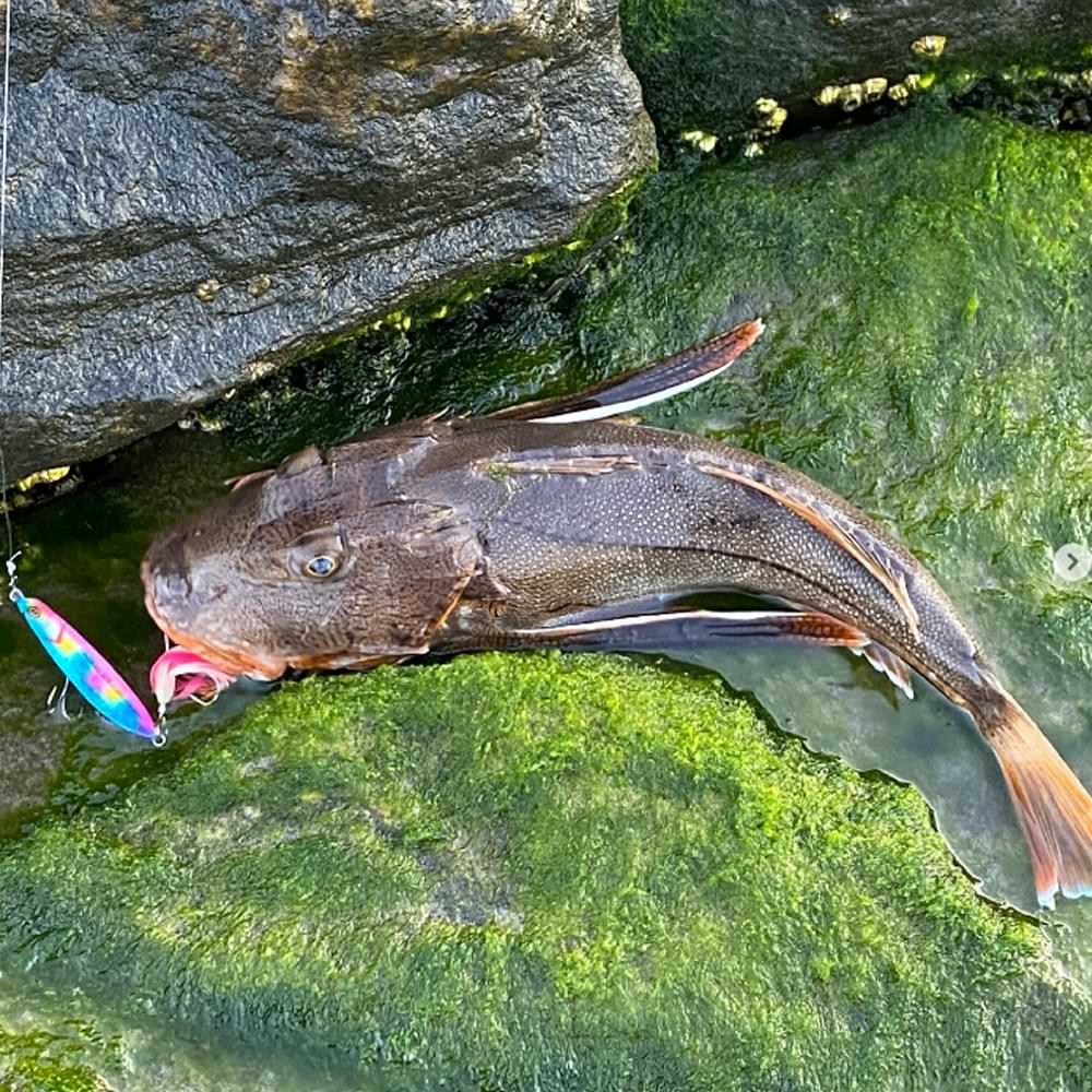 JACKALL CutBacker 28g