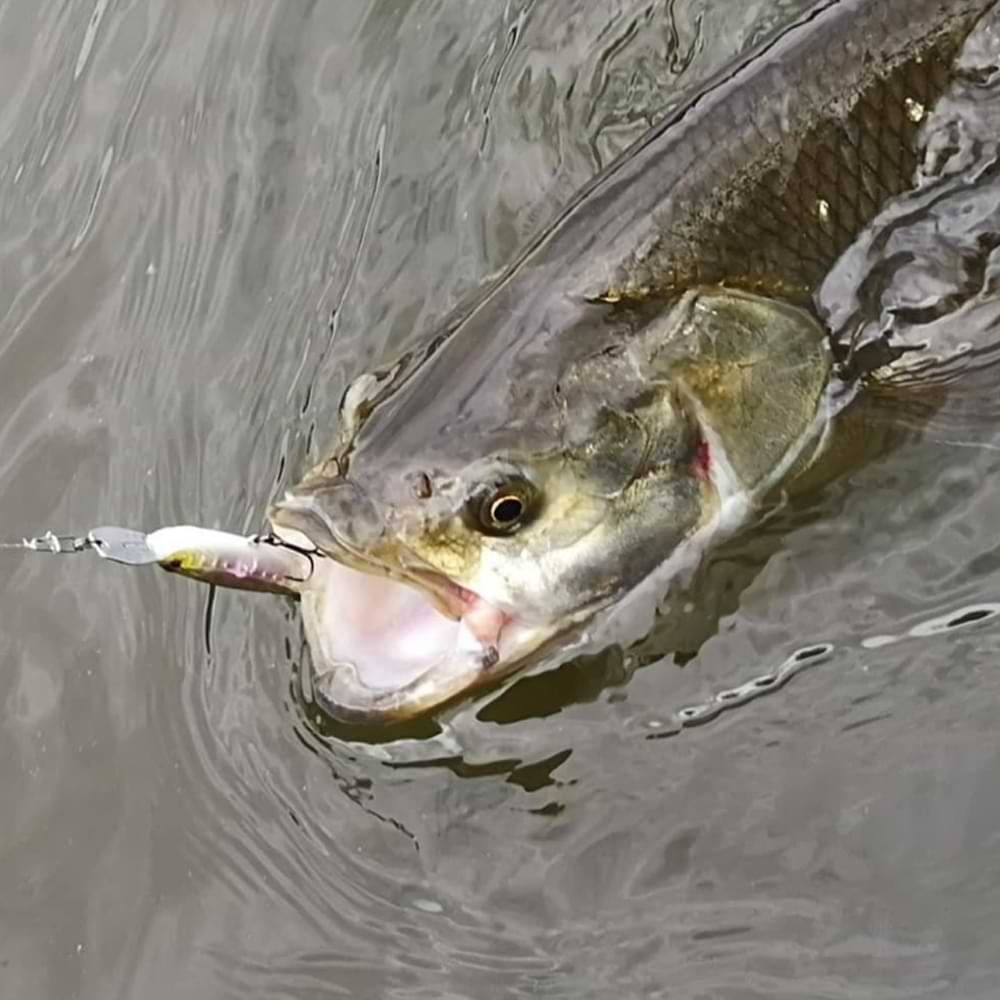 JACKALL Riser Bait 007R 70mm 8.2g Sinking