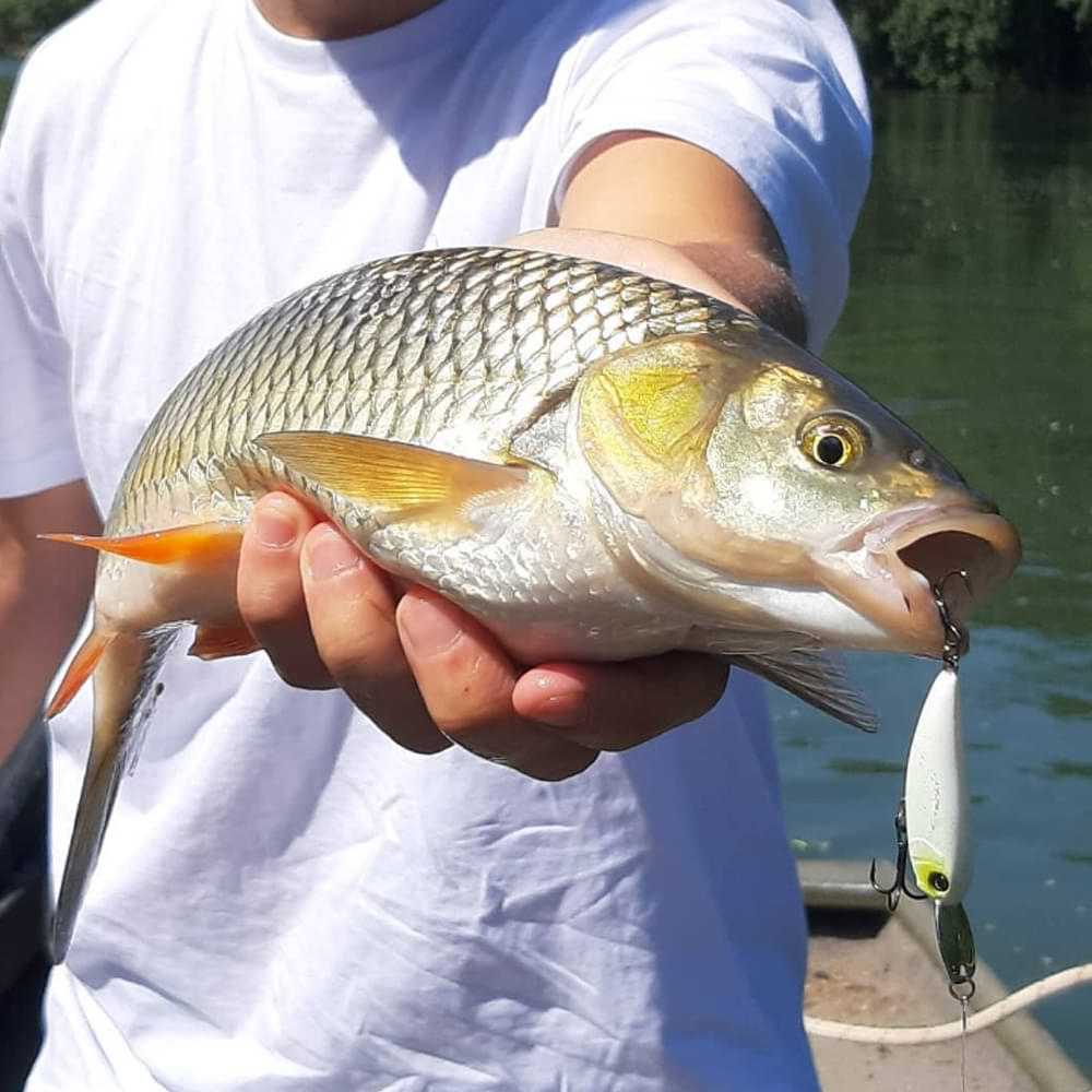 JACKALL Riser Bait 004 40mm 5.6g Sinking