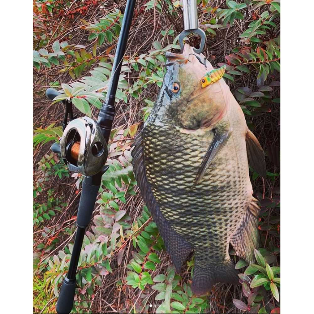 JACKALL Knockin' Jaw 46mm 7g Sinking