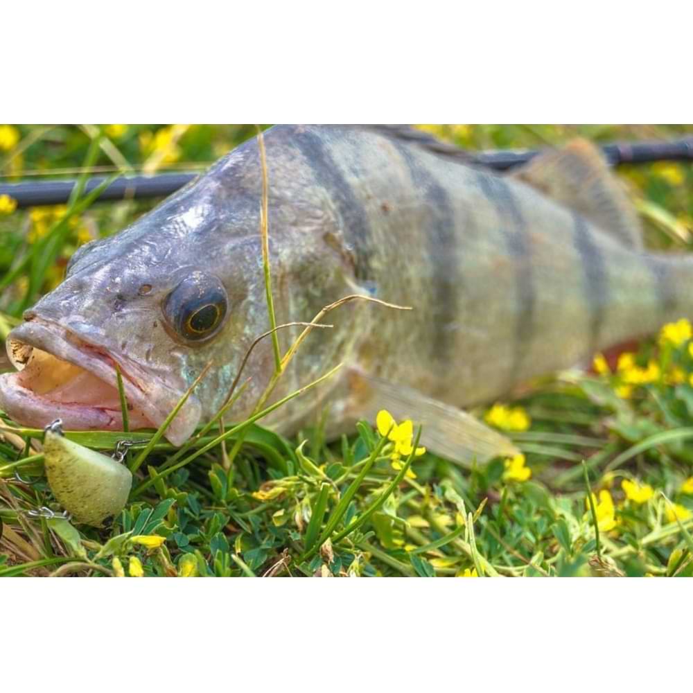 JACKALL Tap Dancer 31mm 3.7g Sinking