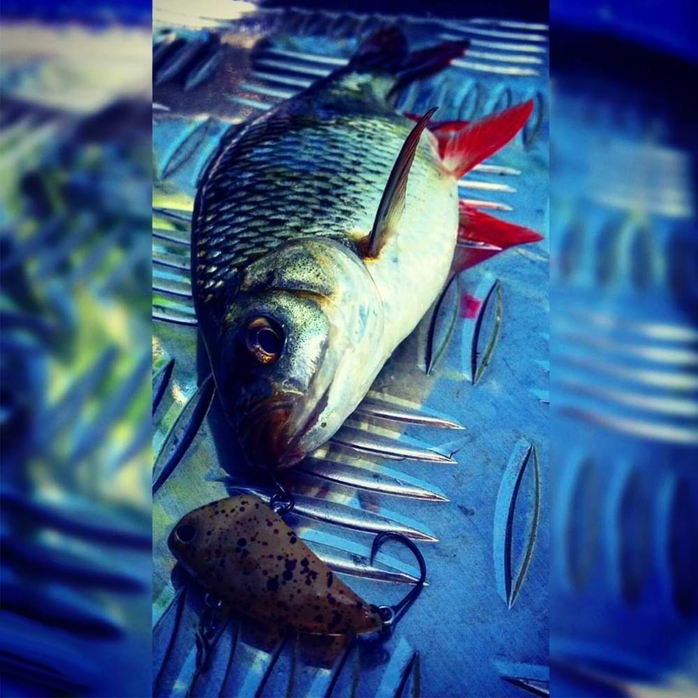 JACKALL Tap Dancer 31mm 3.7g Sinking