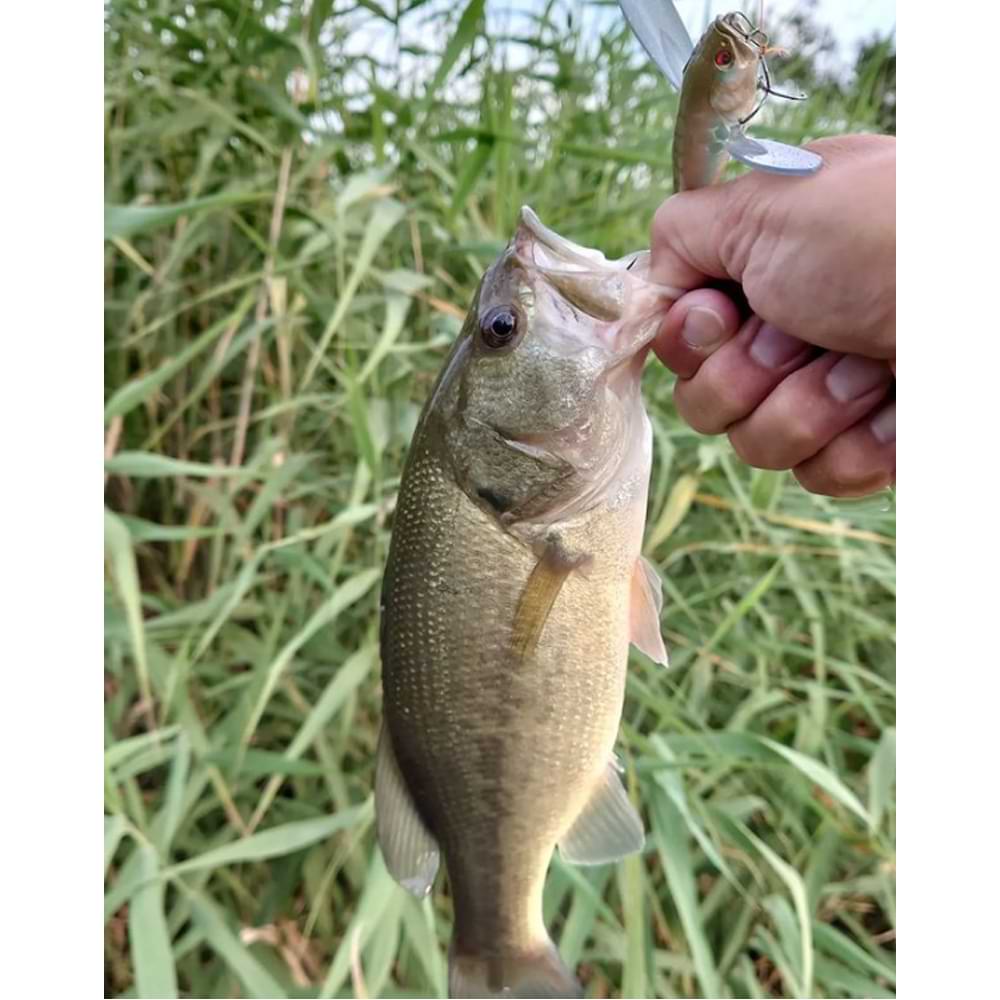 JACKALL Micro Pompadour 42mm 6.5g Floating