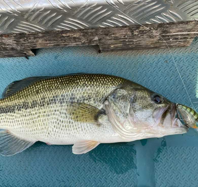 JACKALL Digle 2+ 62mm 14.3g Floating