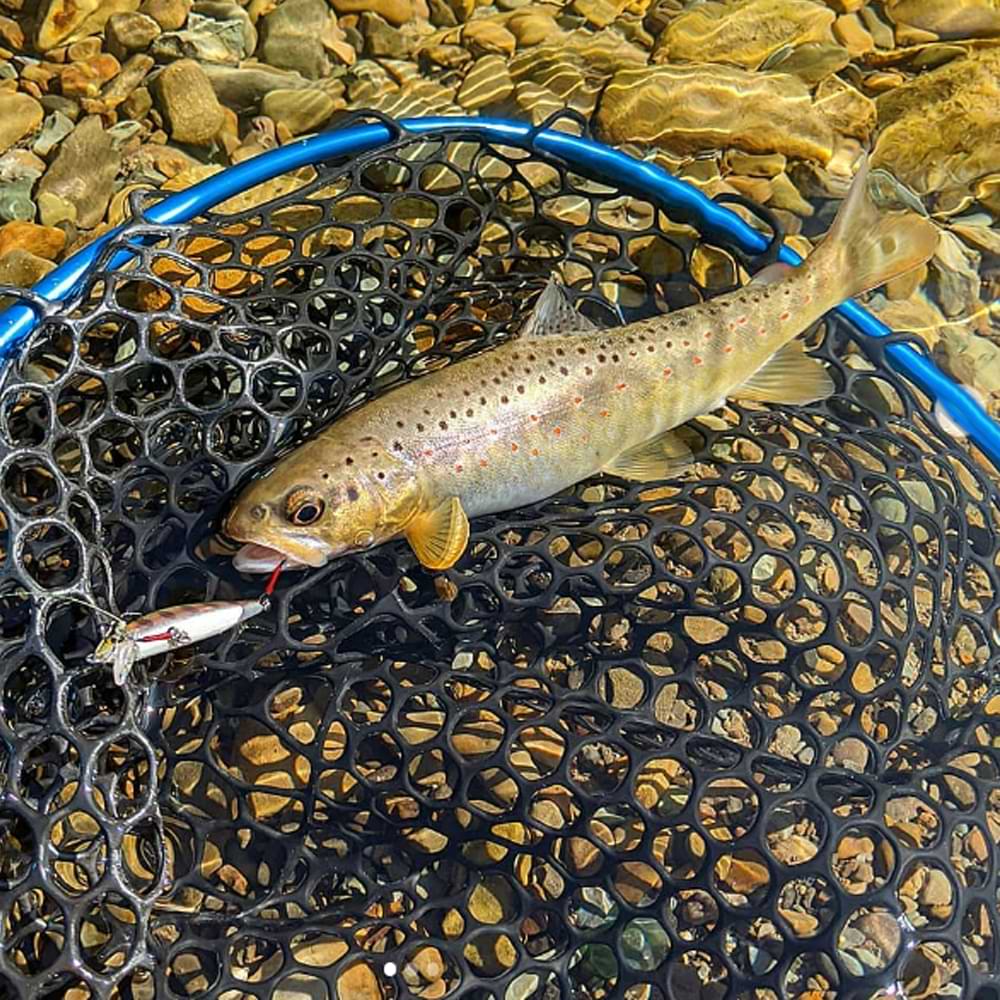 JACKALL Tricoroll Mai 45 3.7g 45mm