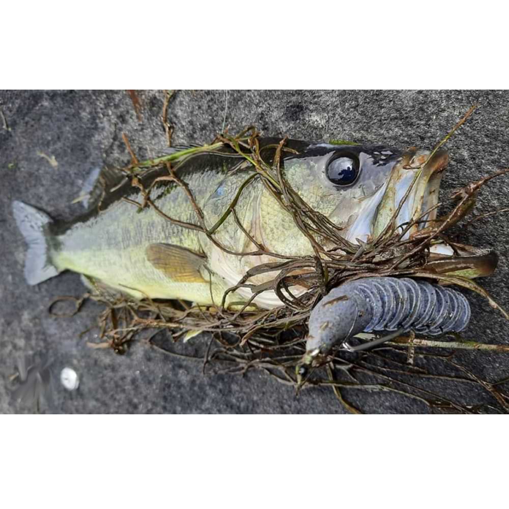 JACKALL Bounty Fish 158 158mm Floating