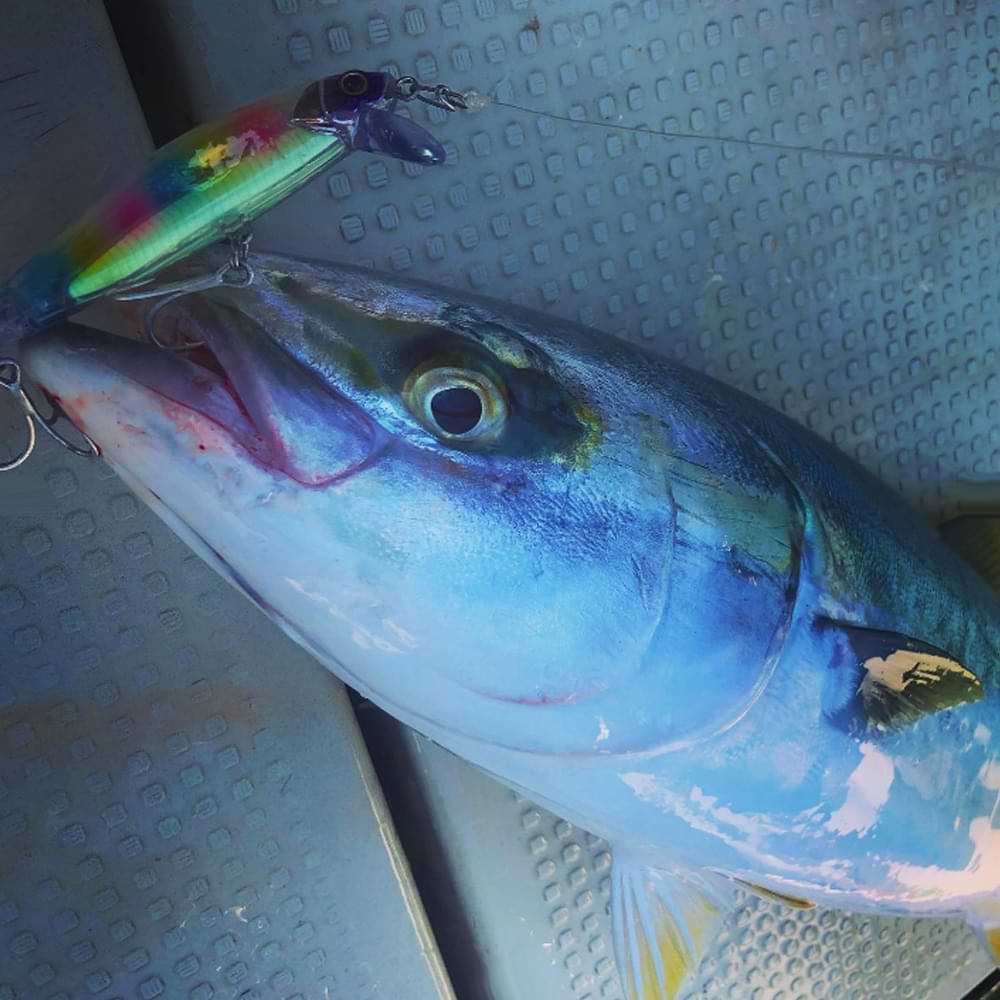 JACKALL Big Backer Anchopeed 103mm 42g FAST Sinking