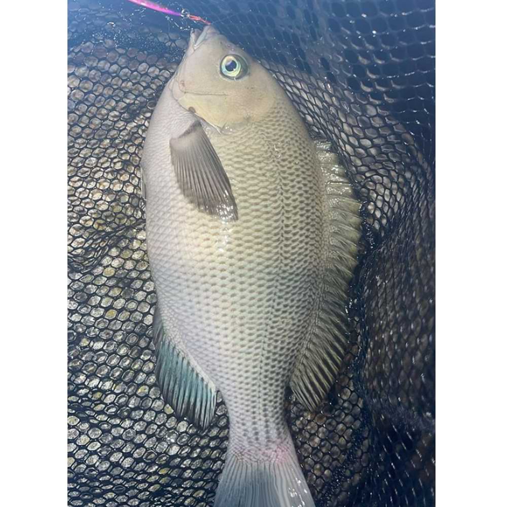 JACKALL Big Backer Fit Jig 50mm 10g