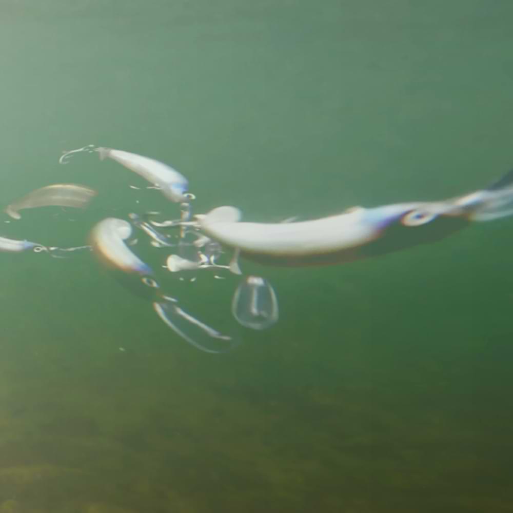 JACKALL Bass Pino 70F 70mm 4.5g Floating