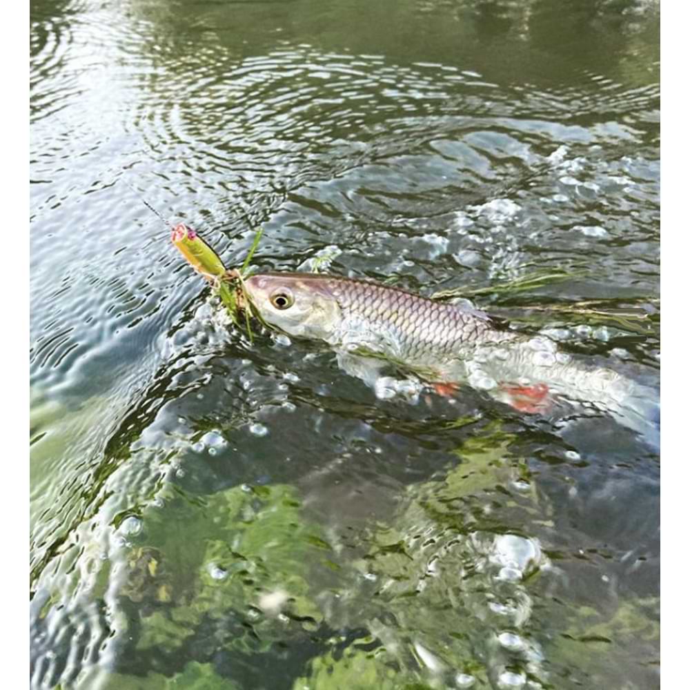 JACKALL Chubby Popper 42 42mm 3.3g Floating