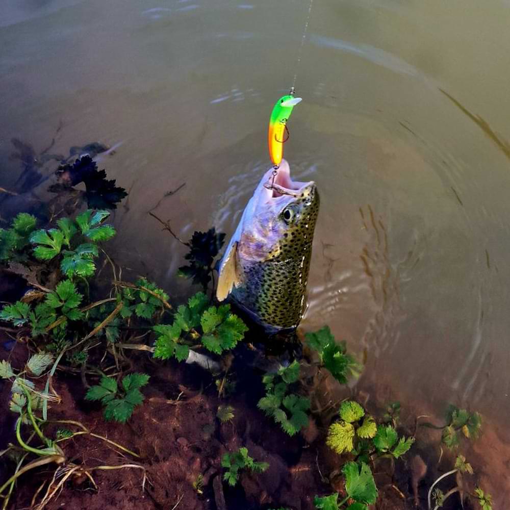 JACKALL Pepino SR 56mm 2.2g Floating