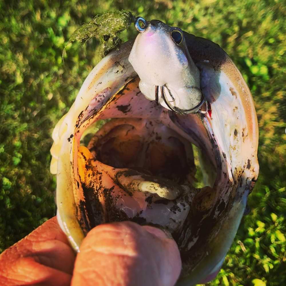 JACKALL Kaera Frog 55mm 12.5g Floating