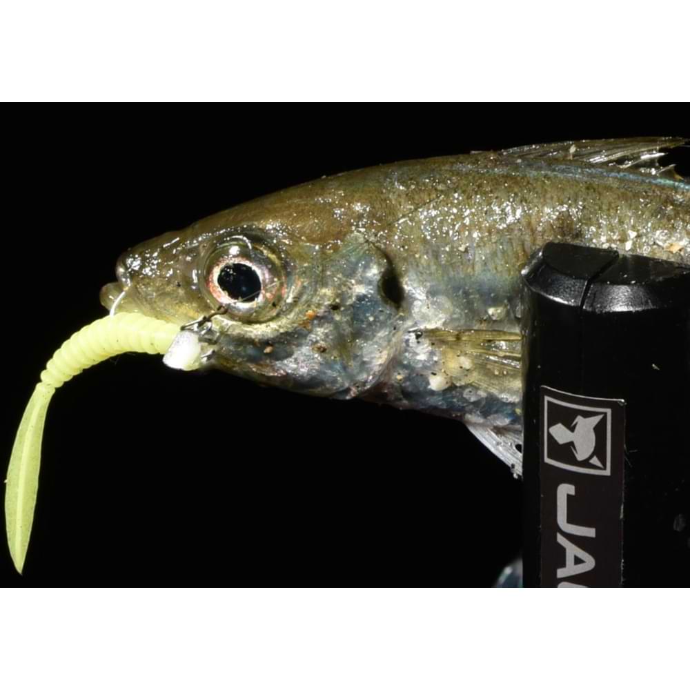 JACKALL LG Head Type TG