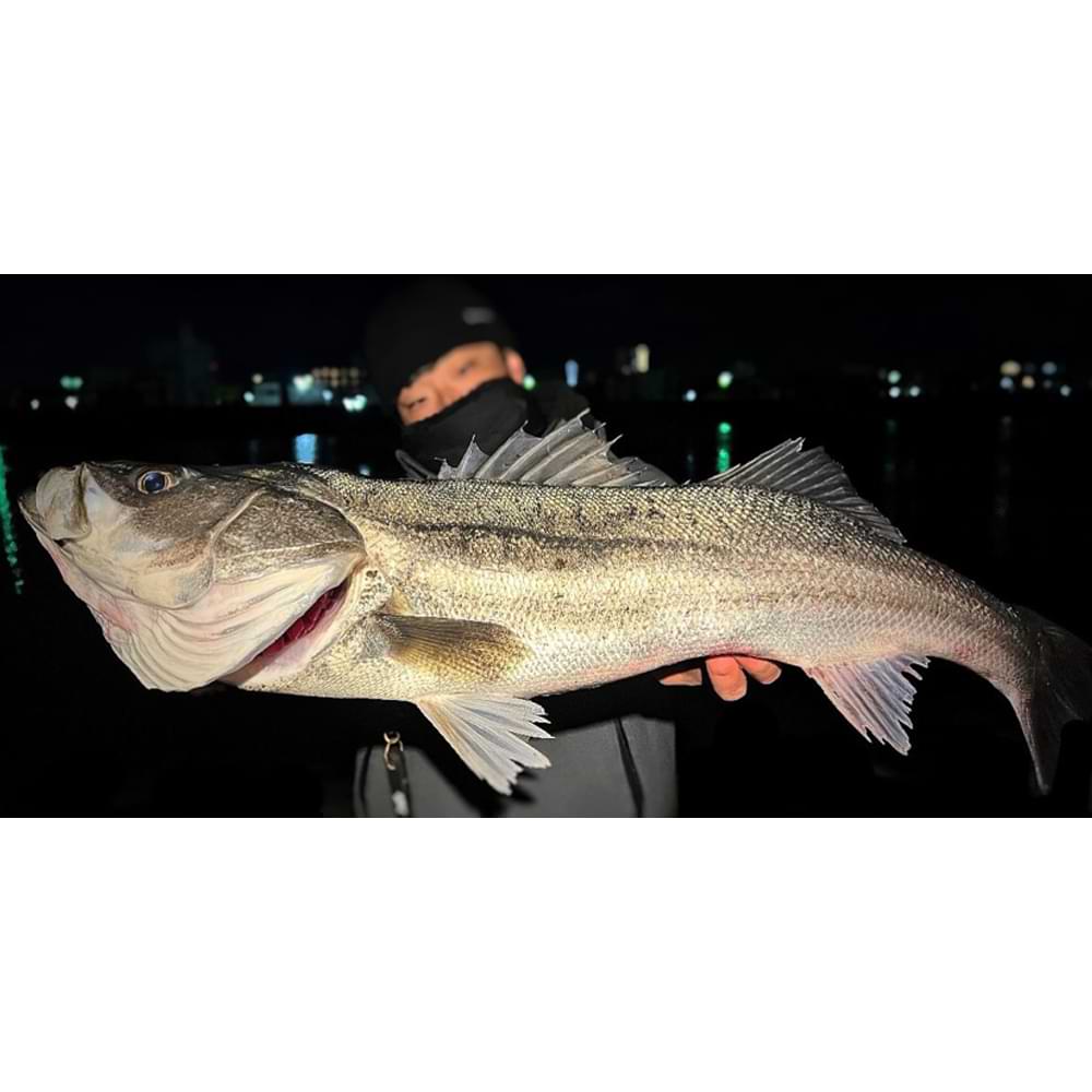 JACKALL Hiei 123SF 123mm 11.2g Slow Floating