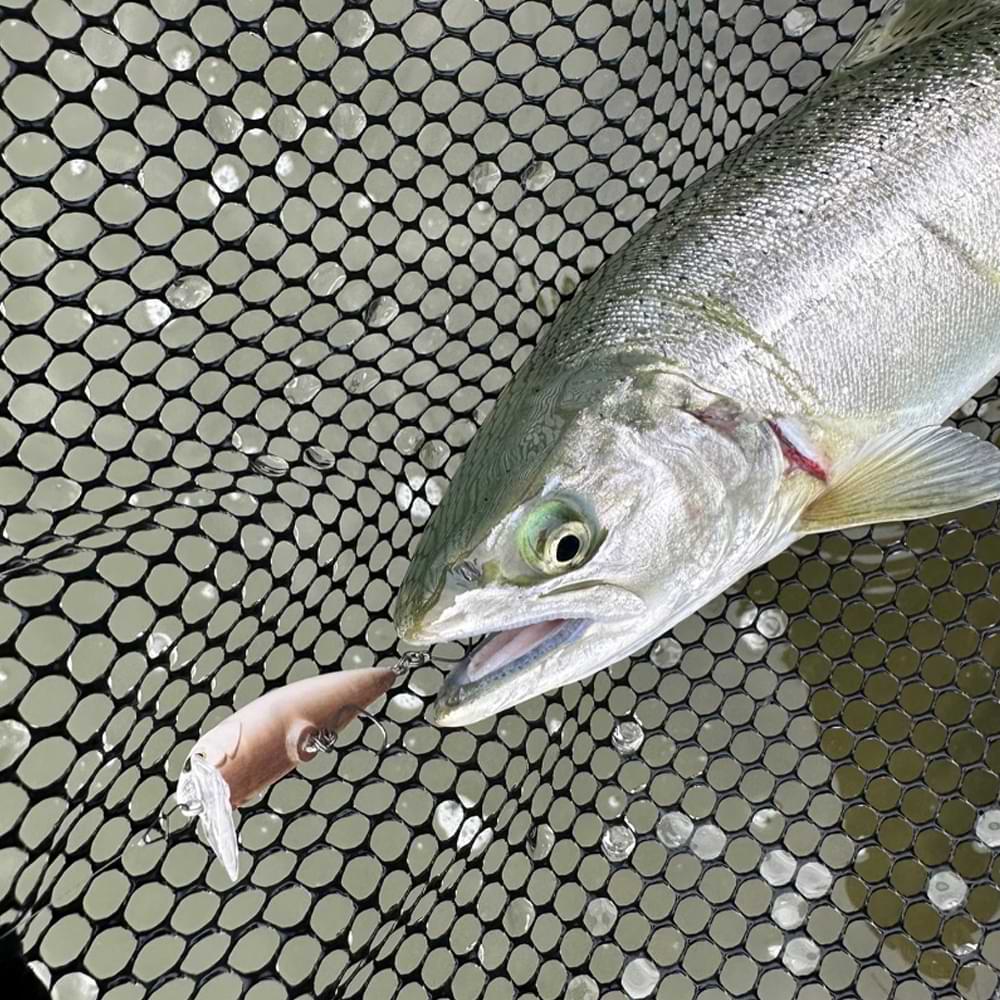 JACKALL Buri Buri Minnow HF Rattle 40mm 2.1g Floating