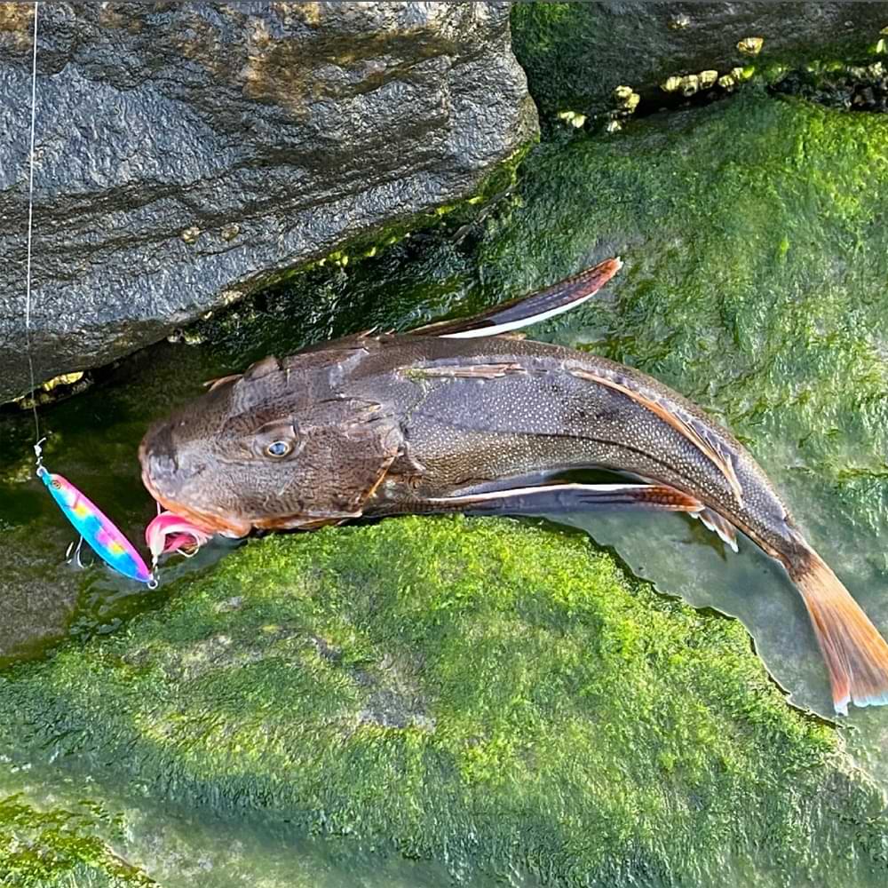 JACKALL Cutbacker North Special 28g